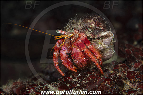 Island Korcula, Croatia, Adriatic sea, Mediterranean sea, Dardanus calidus, Dardanus, Diogenidae, Crustacea, Crustacean, Red hermit crab, Hermit crab, Crab