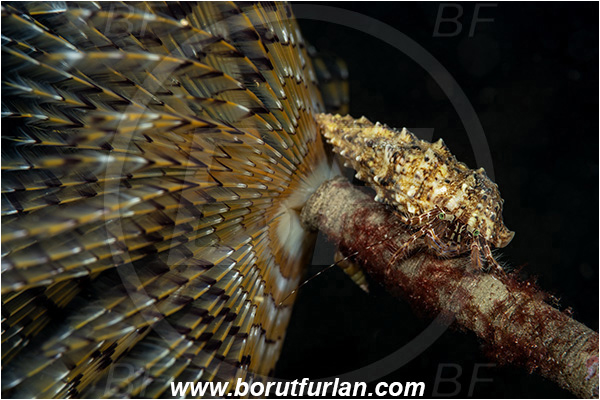 Island Korcula, Croatia, Adriatic sea, Mediterranean sea, Worm, Sabella spallanzanii, Sabella, Sabellidae, Mediterranean fanworm, Polychaeta, Pagurus anachoretus, Pagurus, Paguridae, Crustacea, Crustacean, Long-armed Hermit Crab, Hermit crab, Crab