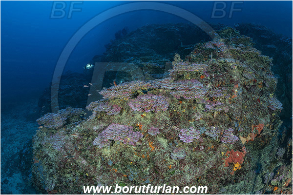 Island Korcula, Croatia, Adriatic sea, Mediterranean sea, Reef, Peyssonnelia sp., Peyssonnelia, Peyssonneliaceae, Thalloid red algae, Algae, Reef