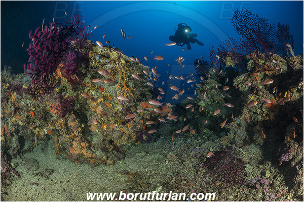 Island Korcula, Croatia, Adriatic sea, Mediterranean sea, Paramuricea clavata, Paramuricea, Plexauridae, Mediterranean gorgonian, Sea fan, Coral, Cnidaria, Cnidarian, Anthias anthias, Anthias, Serranidae, Swallowtail seaperch, Seaperch, Fish, Fish school, Reef, Diver, Underwater scooter