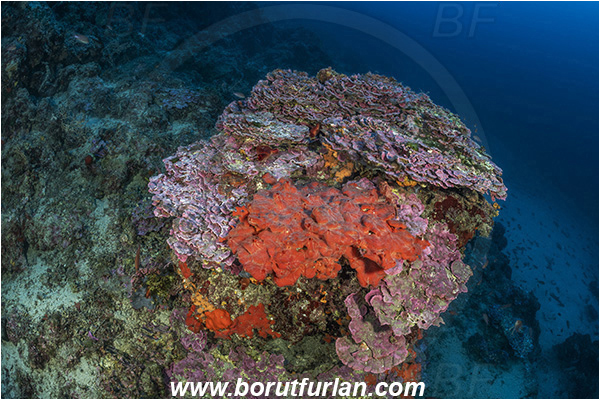 Island Korcula, Croatia, Adriatic sea, Mediterranean sea, Reef, Peyssonnelia sp., Peyssonnelia, Peyssonneliaceae, Thalloid red algae, Algae, Spirastrella cunctatrix, Spirastrella, Spirastrellidae, Encrusting sponge, Sponge, Porifera, Reef