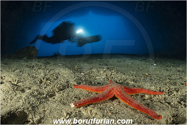 Island Korcula, Croatia, Adriatic sea, Mediterranean sea, Reef, Cave, Hacelia attenuata, Hacelia, Ophidiasteridae, Smooth starfish, Strafish, Asteroidea, Echinodermata, Echinoderm, Diver, Underwater scooter