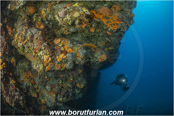 Island Korcula, Croatia, Adriatic sea, Mediterranean sea, Reef, Various benthic animals, Diver, Underwater scooter