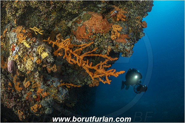Island Korcula, Croatia, Adriatic sea, Mediterranean sea, Axinella cannabina, Axinella, Axinellidae, Red Axinella sponge, Red branching sponge, Sponge, Porifera, Reef, Diver, Underwater scooter