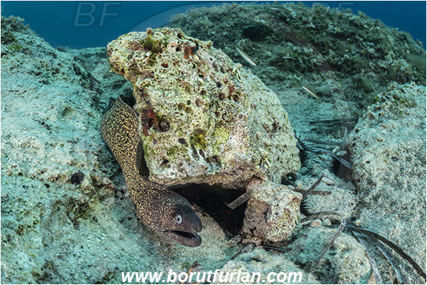 Island Korcula, Croatia, Adriatic sea, Mediterranean sea, Muraena helena, Muraena, Muraenidae, Mediterranean moray, Moray, Fish, Reef