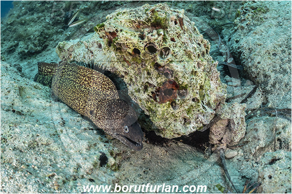 Island Korcula, Croatia, Adriatic sea, Mediterranean sea, Muraena helena, Muraena, Muraenidae, Mediterranean moray, Moray, Fish, Reef