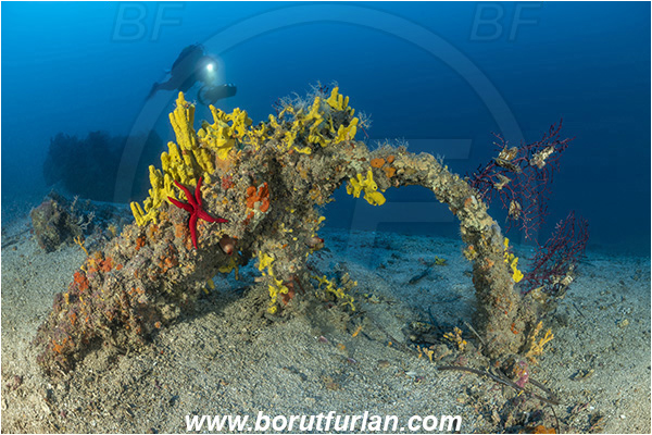 Island Korcula, Croatia, Adriatic sea, Mediterranean sea, Aplysina aerophoba, Aplysina, Aplysinidae, Yellow Tube Sponge, Golden Sponge, Sponge, Porifera, Reef, Unknown wreck, Diver, Underwater scooter