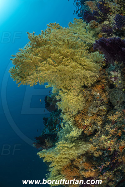 Island Dugi otok, Croatia, Adriatic sea, Mediterranean sea, Savalia savaglia, Savalia, Mediterranean Gold Coral, False Mediterranean Black Coral, Sea fan, Coral, Anthozoa, Cnidaria, Cnidarian, Reef, Wall