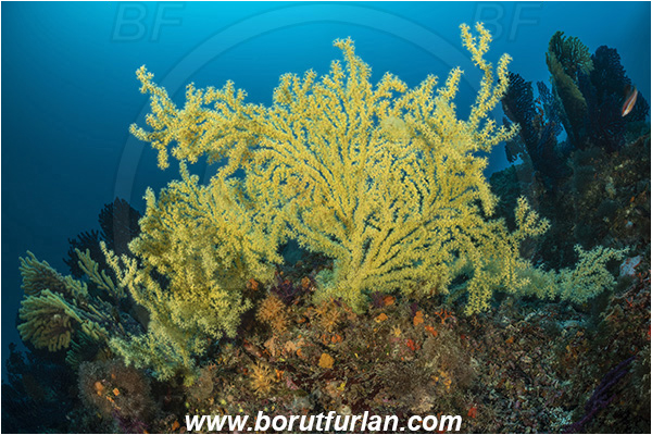 Island Dugi otok, Croatia, Adriatic sea, Mediterranean sea, Savalia savaglia, Savalia, Mediterranean Gold Coral, False Mediterranean Black Coral, Sea fan, Coral, Anthozoa, Cnidaria, Cnidarian, Reef