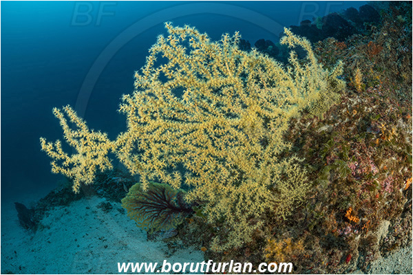Island Dugi otok, Croatia, Adriatic sea, Mediterranean sea, Savalia savaglia, Savalia, Mediterranean Gold Coral, False Mediterranean Black Coral, Sea fan, Coral, Anthozoa, Cnidaria, Cnidarian, Reef