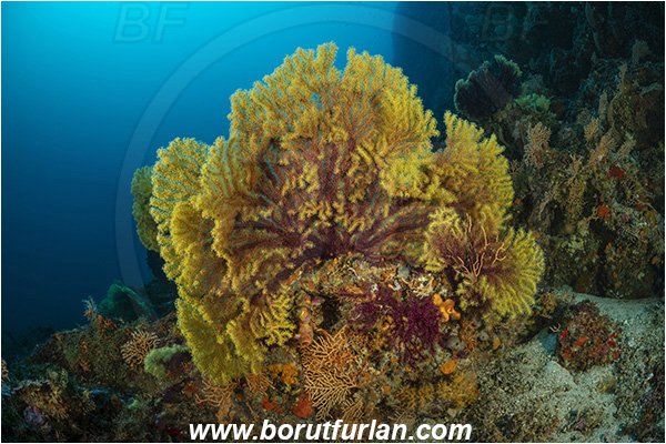 Island Dugi otok, Croatia, Adriatic sea, Mediterranean sea, Paramuricea clavata, Paramuricea, Plexauridae, Mediterranean gorgonian, Sea fan, Coral, Cnidaria, Cnidarian, Reef