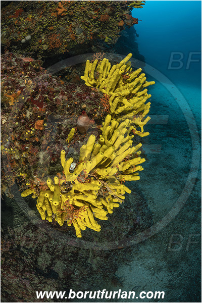 Kornati islands, Croatia, Adriatic sea, Mediterranean sea, Aplysina aerophoba, Aplysina, Aplysinidae, Yellow Tube Sponge, Golden Sponge, Sponge, Porifera, Reef