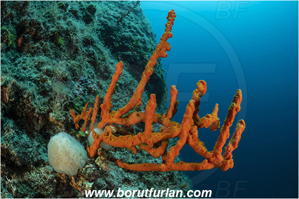 Island Dugi otok, Croatia, Adriatic sea, Mediterranean sea, Axinella cannabina, Axinella, Axinellidae, Red Axinella sponge, Red branching sponge, Sponge, Porifera, Reef