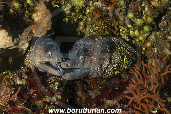 Kornati islands, Croatia, Adriatic sea, Mediterranean sea, Muraena helena, Muraena, Muraenidae, Mediterranean moray, Moray, Fish, Portrait