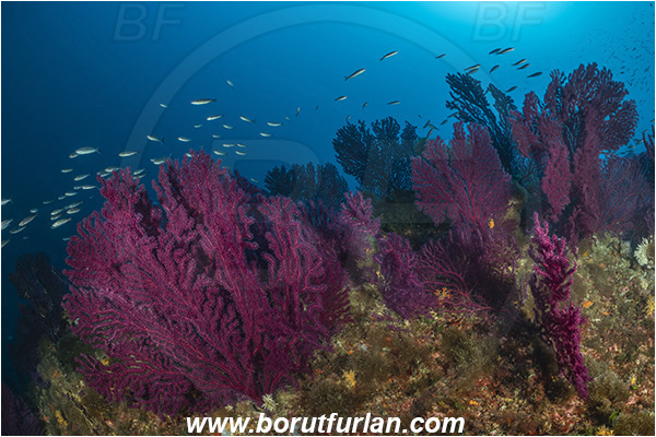 Kornati islands, Croatia, Adriatic sea, Mediterranean sea, Paramuricea clavata, Paramuricea, Plexauridae, Mediterranean gorgonian, Sea fan, Coral, Cnidaria, Cnidarian, Reef, Fish school
