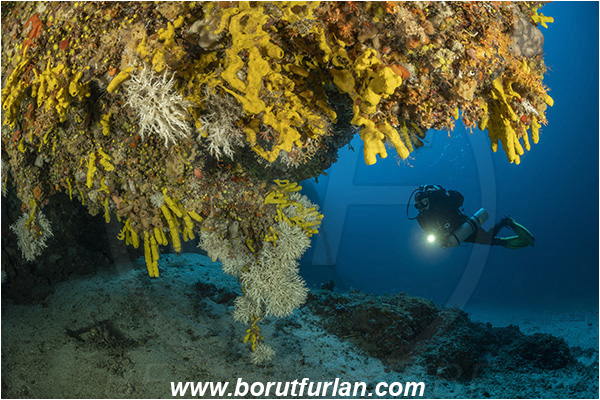 Island Dugi otok, Croatia, Adriatic sea, Mediterranean sea, Aplysina aerophoba, Aplysina, Aplysinidae, Yellow Tube Sponge, Golden Sponge, Sponge, Porifera, Reef, Overhang, Diver