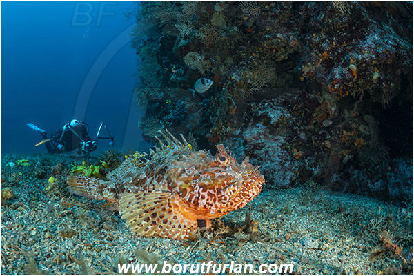 Island Dugi otok, Croatia, Adriatic sea, Mediterranean sea, Scorpaena scrofa, Scorpaena, Scorpaenidae, Great red scorpionfish, Scorpionfish, Fish, Reef, Diver, Underwater photographer