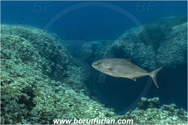 Island Dugi otok, Croatia, Adriatic sea, Mediterranean sea, Seriola dumerili, Seriola, Carangidae, Greater Amberjack, Amberjack, Jack, Fish