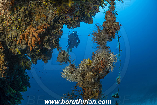 Island Dugi otok, Croatia, Adriatic sea, Mediterranean sea, Reef, Diver, Discarded fishing line, Fishing Line, Overhang