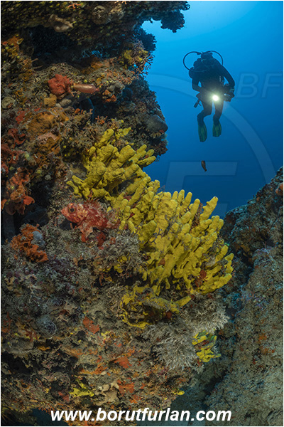 Island Dugi otok, Croatia, Adriatic sea, Mediterranean sea, Aplysina aerophoba, Aplysina, Aplysinidae, Yellow Tube Sponge, Golden Sponge, Sponge, Porifera, Reef, Diver