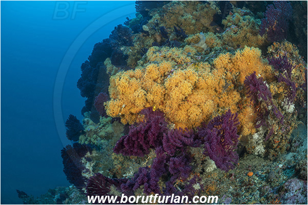 Island Dugi otok, Croatia, Adriatic sea, Mediterranean sea, Paramuricea clavata, Paramuricea, Plexauridae, Mediterranean gorgonian, Sea fan, Coral, Parazoanthus axinellae, Parazoanthus, Parazoanthidae, Yellow cluster anemone, Anemone, Anthozoa, Cnidaria, Cnidarian, Reef