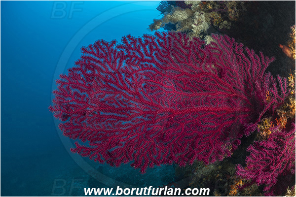 Island Dugi otok, Croatia, Adriatic sea, Mediterranean sea, Paramuricea clavata, Paramuricea, Plexauridae, Mediterranean gorgonian, Sea fan, Coral, Cnidaria, Cnidarian, Reef
