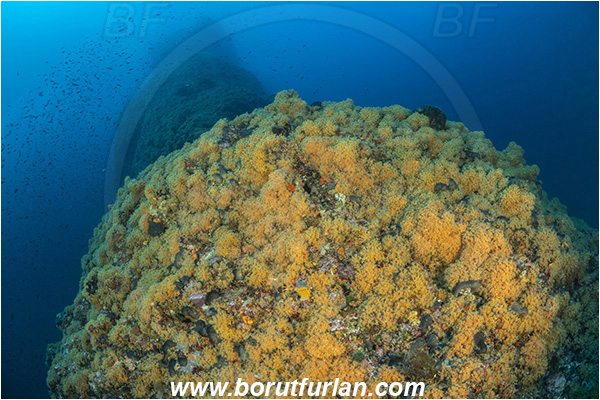 Island Dugi otok, Croatia, Adriatic sea, Mediterranean sea, Parazoanthus axinellae, Parazoanthus, Parazoanthidae, Yellow cluster anemone, Anemone, Anthozoa, Cnidaria, Cnidarian, Reef