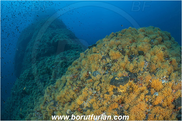Island Dugi otok, Croatia, Adriatic sea, Mediterranean sea, Parazoanthus axinellae, Parazoanthus, Parazoanthidae, Yellow cluster anemone, Anemone, Anthozoa, Cnidaria, Cnidarian, Reef, Fish school