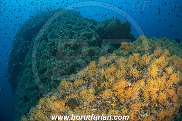 Island Dugi otok, Croatia, Adriatic sea, Mediterranean sea, Parazoanthus axinellae, Parazoanthus, Parazoanthidae, Yellow cluster anemone, Anemone, Anthozoa, Cnidaria, Cnidarian, Reef, Fish school