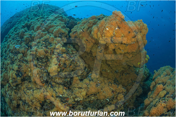 Island Dugi otok, Croatia, Adriatic sea, Mediterranean sea, Parazoanthus axinellae, Parazoanthus, Parazoanthidae, Yellow cluster anemone, Anemone, Anthozoa, Cnidaria, Cnidarian, Reef
