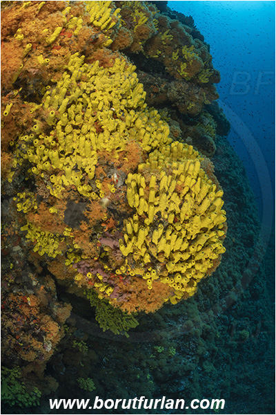 Island Dugi otok, Croatia, Adriatic sea, Mediterranean sea, Parazoanthus axinellae, Parazoanthus, Parazoanthidae, Yellow cluster anemone, Anemone, Anthozoa, Cnidaria, Cnidarian, Aplysina aerophoba, Aplysina, Aplysinidae, Yellow Tube Sponge, Golden Sponge, Sponge, Porifera, Reef