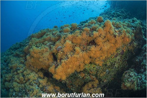 Island Dugi otok, Croatia, Adriatic sea, Mediterranean sea, Parazoanthus axinellae, Parazoanthus, Parazoanthidae, Yellow cluster anemone, Anemone, Anthozoa, Cnidaria, Cnidarian, Reef