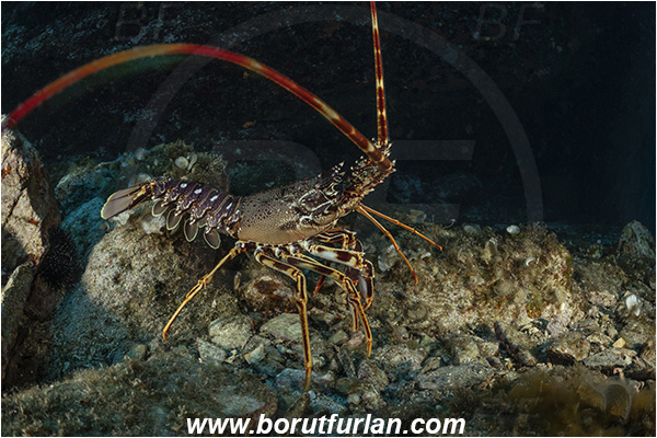 Island Dugi otok, Croatia, Adriatic sea, Mediterranean sea, Palinurus elephas, Palinurus, Palinuridae, Decapoda, European spiny lobster, Spiny lobster, Lobster, Crustacea, Crustacean, Reef