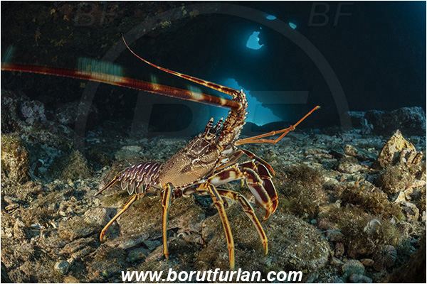 Island Dugi otok, Croatia, Adriatic sea, Mediterranean sea, Palinurus elephas, Palinurus, Palinuridae, Decapoda, European spiny lobster, Spiny lobster, Lobster, Crustacea, Crustacean, Reef, Cave