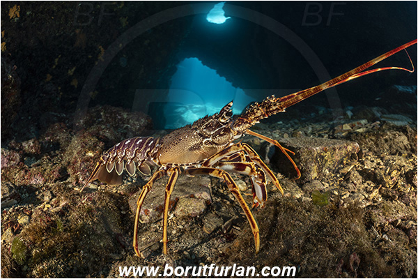 Island Dugi otok, Croatia, Adriatic sea, Mediterranean sea, Palinurus elephas, Palinurus, Palinuridae, Decapoda, European spiny lobster, Spiny lobster, Lobster, Crustacea, Crustacean, Reef, Cave