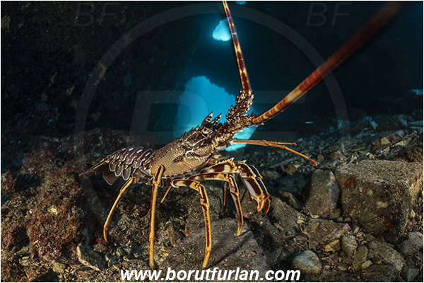 Island Dugi otok, Croatia, Adriatic sea, Mediterranean sea, Palinurus elephas, Palinurus, Palinuridae, Decapoda, European spiny lobster, Spiny lobster, Lobster, Crustacea, Crustacean, Reef, Cave