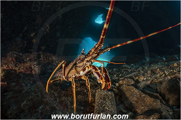 Island Dugi otok, Croatia, Adriatic sea, Mediterranean sea, Palinurus elephas, Palinurus, Palinuridae, Decapoda, European spiny lobster, Spiny lobster, Lobster, Crustacea, Crustacean, Reef, Cave
