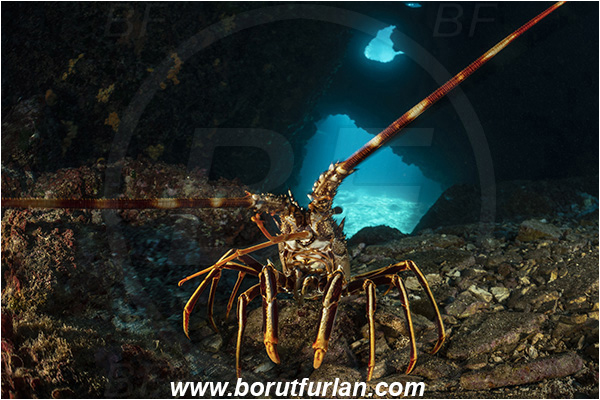 Island Dugi otok, Croatia, Adriatic sea, Mediterranean sea, Palinurus elephas, Palinurus, Palinuridae, Decapoda, European spiny lobster, Spiny lobster, Lobster, Crustacea, Crustacean, Reef, Cave