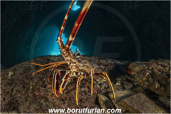 Island Dugi otok, Croatia, Adriatic sea, Mediterranean sea, Palinurus elephas, Palinurus, Palinuridae, Decapoda, European spiny lobster, Spiny lobster, Lobster, Crustacea, Crustacean, Reef, Cave