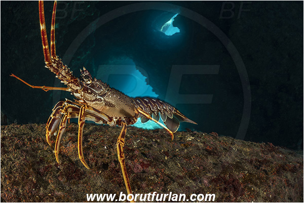 Island Dugi otok, Croatia, Adriatic sea, Mediterranean sea, Palinurus elephas, Palinurus, Palinuridae, Decapoda, European spiny lobster, Spiny lobster, Lobster, Crustacea, Crustacean, Reef, Cave