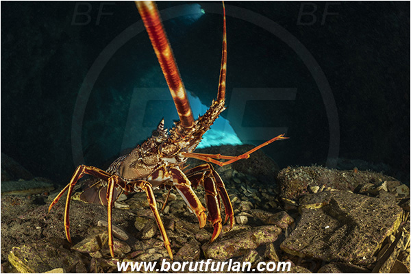 Island Dugi otok, Croatia, Adriatic sea, Mediterranean sea, Palinurus elephas, Palinurus, Palinuridae, Decapoda, European spiny lobster, Spiny lobster, Lobster, Crustacea, Crustacean, Reef, Cave