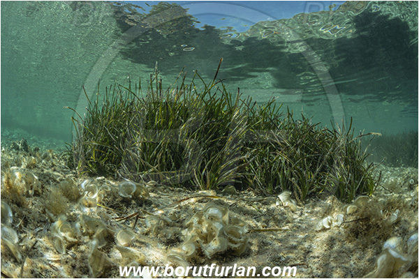 Island Dugi otok, Croatia, Adriatic sea, Mediterranean sea, Reef, Posidonia oceanica, Posidonia, Posidoniaceae, Seagrass