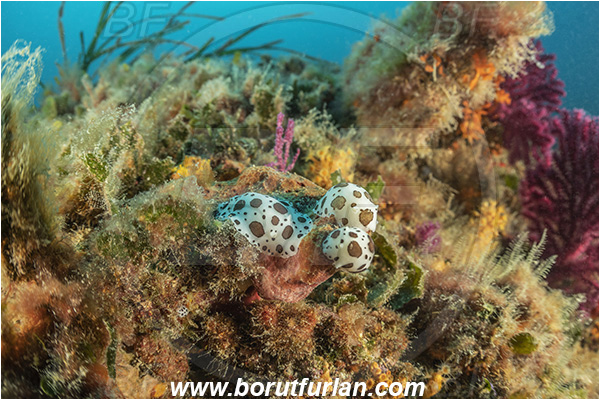 Island Rivanj, Croatia, Adriatic sea, Mediterranean sea, Peltodoris atromaculata, Peltodoris, Discodorididae, Dotted sea slug, Nudibranch, Sea slug, Gastropoda, Mollusca, Reef