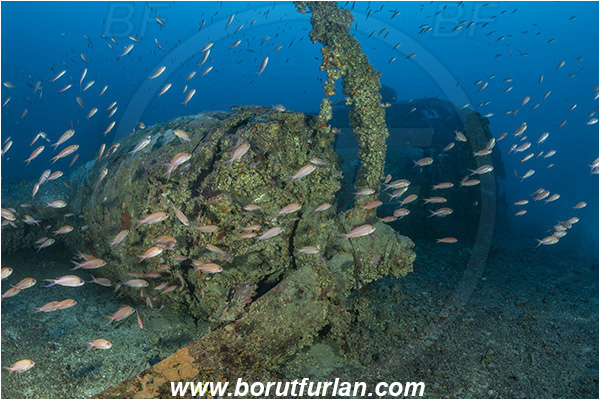 Island Vis, Croatia, Adriatic sea, Mediterranean sea, Wreck, Airplane, Bomber, B-17, Flying fortress, Anthias anthias, Anthias, Serranidae, Swallowtail seaperch, Seaperch, Fish, Fish school