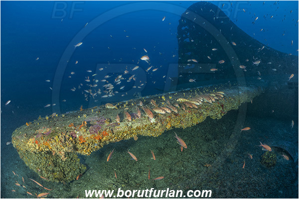 Island Vis, Croatia, Adriatic sea, Mediterranean sea, Wreck, Airplane, Bomber, B-17, Flying fortress, Anthias anthias, Anthias, Serranidae, Swallowtail seaperch, Seaperch, Mullus surmuletus, Mullus, Mullidae, Striped red mullet, Mullet, Goatfish, Fish, Fish school