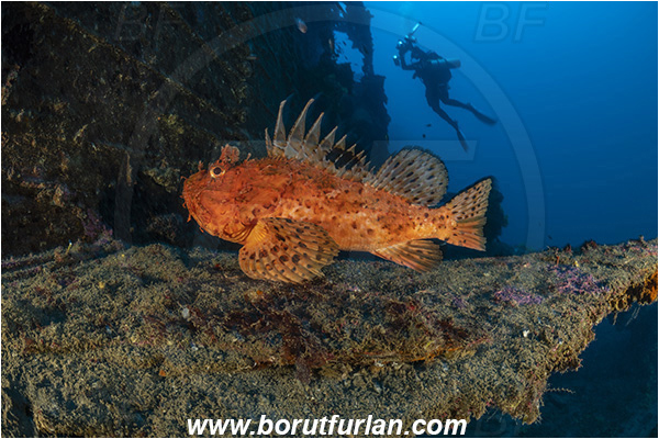 Island Vis, Croatia, Adriatic sea, Mediterranean sea, Wreck Brioni, Wreck, Brioni, Scorpaena scrofa, Scorpaena, Scorpaenidae, Great red scorpionfish, Scorpionfish, Fish, Diver, Underwater photographer