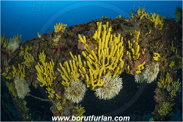 Island Vis, Croatia, Adriatic sea, Mediterranean sea, Wreck Brioni, Wreck, Brioni, Aplysina aerophoba, Aplysina, Aplysinidae, Yellow Tube Sponge, Golden Sponge, Sponge, Porifera