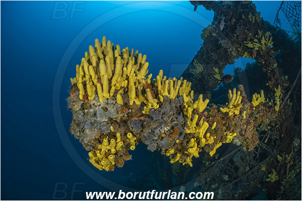 Island Vis, Croatia, Adriatic sea, Mediterranean sea, Wreck Brioni, Wreck, Brioni, Aplysina aerophoba, Aplysina, Aplysinidae, Yellow Tube Sponge, Golden Sponge, Sponge, Porifera