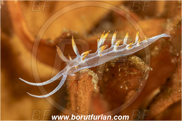 Island Vis, Croatia, Adriatic sea, Mediterranean sea, Luisella babai, Luisella, Samlidae, White flabellina, Nudibranch, Sea slug, Gastropoda, Mollusca