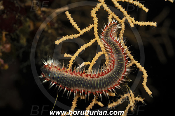Island Vis, Croatia, Adriatic sea, Mediterranean sea, Hermodice carunculata, Hermodice, Amphinomidae, Bearded fireworm, Fireworm, Worm, Polychaeta